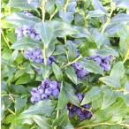  голубика premium .. дерево 3.5 номер 1 шт. 