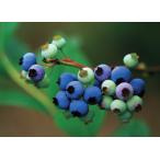  голубика яркий голубой .. дерево 3.5 номер 1 шт. 