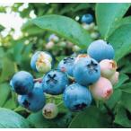  голубика klai Max .. дерево 3.5 номер 1 шт. 