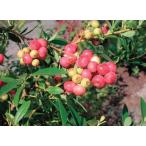  голубика frolida rose (PVP).. дерево 5 номер 1 шт. 