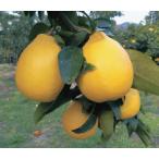  лимон .. .(PVP) контактный дерево рассада 1 шт. ( поступление предположительно :2025 год 11 месяц примерно )