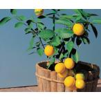  лимон черновой ma year контактный дерево pot рассада 1 шт. ( поступление предположительно :2025 год 11 месяц примерно )
