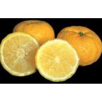 ta. нет yuz много рисовое поле . контактный дерево рассада 1 шт. ( поступление предположительно :2025 год 11 месяц примерно )