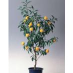  большой реальный yuz дерево голова серия контактный дерево рассада 1 шт. ( поступление предположительно :2025 год 11 месяц примерно )