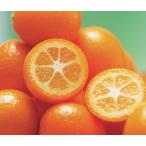  кинкан ....(PVP) контактный дерево рассада 1 шт. ( поступление предположительно :2025 год 11 месяц примерно )