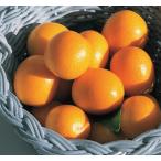  кинкан сладкий shuga- контактный дерево рассада 1 шт. ( поступление предположительно :2025 год 11 месяц примерно )