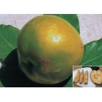  белый sapotesepa-(R) Max золотой 5 номер 50cm внутри вне 1 шт. ( прием заказа departure примечание )