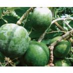  белый sapotesepa-(R)pike5 номер 1 шт. ( прием заказа departure примечание )