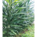  jumbo myouga3.5 номер 1 АО ( поступление предположительно :2025 год 10 месяц примерно ..)