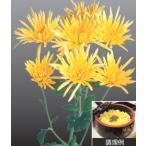  еда для . осенний .2 номер pot 2 АО ( наличие распродажа )