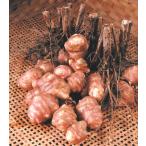  красный kikimo земля . рассада 3 АО ( поступление предположительно :2025 год 11 месяц примерно ..)