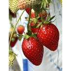  клубника ..... (.. средний ) pot рассада 3 АО ( наличие распродажа )