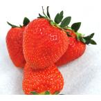  клубника Tokyo .... Berry (PVP) pot рассада 3 АО ( наличие распродажа )