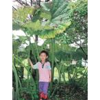 sa тент fki корень стебель 3шт.@( поступление предположительно :2025 год 11 месяц примерно ..)