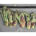  треска noki Shizuoka зеленый 4.5 номер 1 шт. ( поступление предположительно :2025 год 10 месяц примерно ..)