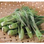 kosi Abu la pot рассада 1 шт. ( поступление предположительно :2025 год 10 месяц примерно ..)