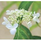 ama механизм вставка . pot рассада 1 шт. ( поступление предположительно :2025 год 10 месяц последняя декада примерно ..)