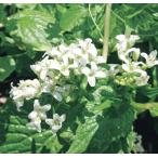  поле васаби pot рассада 1 АО ( поступление предположительно :2025 год 10 месяц примерно ..)