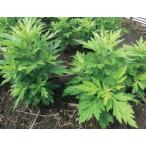 nisiyomogi(f-chi балка ) pot рассада 1 АО ( поступление предположительно :2025 год 10 месяц примерно ..)