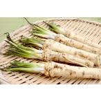 [ сильно сниженная цена!!] васаби дайкон pot рассада 1 АО ( наш магазин отпускная цена Y1600. место,Y800..)