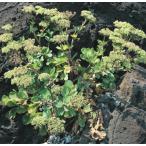  кнопка bow fu pot рассада 2 АО ( поступление предположительно :2025 год 10 месяц примерно ..)