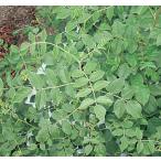  Ural can слон pot рассада 1 АО ( поступление предположительно :2025 год 10 месяц последняя декада примерно ..)