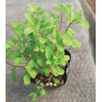 スイートマジョラムポット苗2株