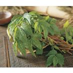 mizna(uwabami saw ) pot рассада 1 АО ( поступление предположительно :2025 год 10 месяц примерно ..)