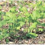  собака douna( bow na) pot рассада 1 АО ( поступление предположительно :2025 год 10 месяц примерно ..)