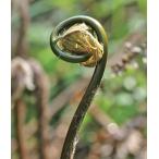 zen мой 3.5 номер 1 АО ( поступление предположительно :2025 год 10 месяц примерно ..)