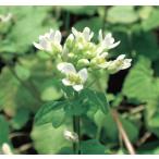  лилия васаби pot рассада 1 АО ( поступление предположительно :2025 год 10 месяц примерно ..)