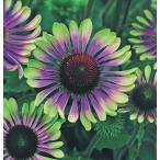 エキナセア　グリーンツイスター　ポット苗　1株（入荷予定：2025年10月頃）