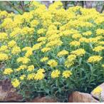 宿根アリッサムワルフェニアナムポッ...