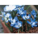テコフィレアシアノクロッカス球根1球
