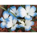 テコフィレアシアノクロッカスライヒ...