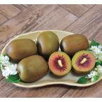  киви фрукты jumbo красный контактный дерево рассада 1 шт. ( поступление предположительно :2025 год 11 месяц последняя декада примерно )