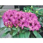 [ сильно сниженная цена!] рододендрон midnight 5 номер pra горшок .. 1 шт. ( наш магазин отпускная цена 2,800 иен. место,950 иен ..)