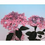 ヤマアジサイ　鹿野の華(かののはな)　ポット苗　1本