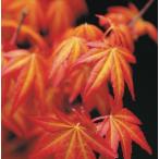 モミジ 茜 接木苗 1本(入荷予定:2025年11月頃)