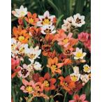 スパラキシスミックス球根20球