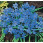 イフェイオンジェシー球根20球