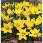 イフェイオンセロウィアナム球根10球