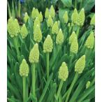 ムスカリレディーマドンナ球根5球