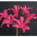 ブランスドンナ