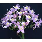 アルストロメリアゾエルネリ球根1球