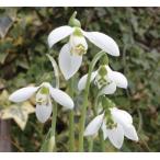 スノードロップエルウィッシー球根10球