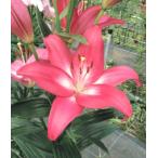 [ сильно сниженная цена!!] лилия Alba tuck s луковица 2 лампочка 