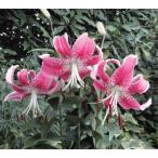 [ сильно сниженная цена!!] внутри рисовое поле красный kanoko лилия луковица 3 лампочка ( наш магазин отпускная цена Y2250. место,Y1000..)