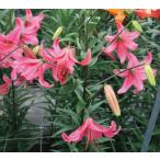 [ сильно сниженная цена!!] лилия розовый полет луковица 3 лампочка ( наш магазин отпускная цена Y2250. место,Y850..)