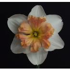 [ сильно сниженная цена!!] нарцисс розовый формальный луковица 1 лампочка ( наш магазин отпускная цена Y3100. место,Y1100..)